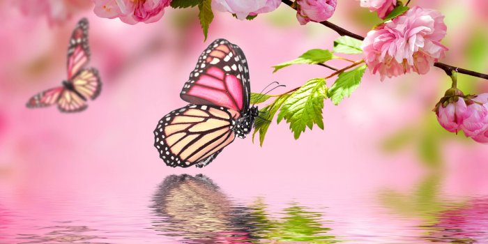 3500x3250 Free download water spring bloom butterflies pink wallpapers