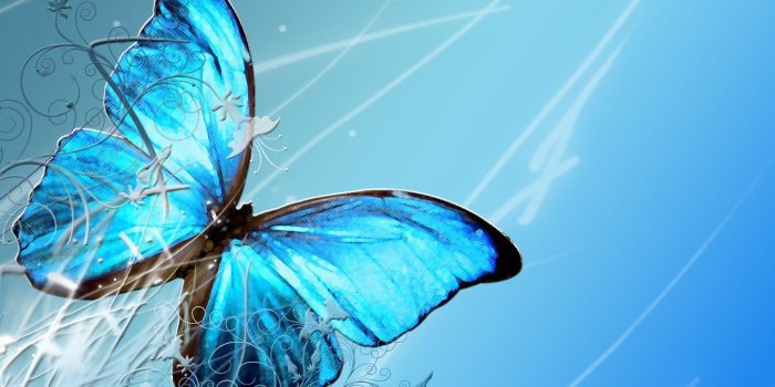 1440x900 Wallpapers HD Butterfly