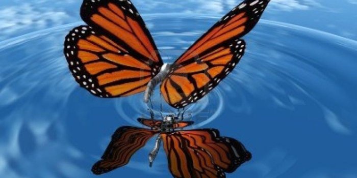 1024x768 Butterfly Backgrounds | Butterfly on Water HD Wallpaper | Wallpele