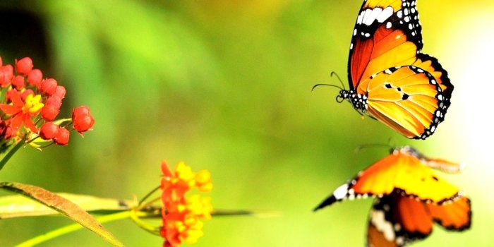 1456x940 Beautiful Butterfly On Water Reflection Hd Wallpaper - Caterpillar