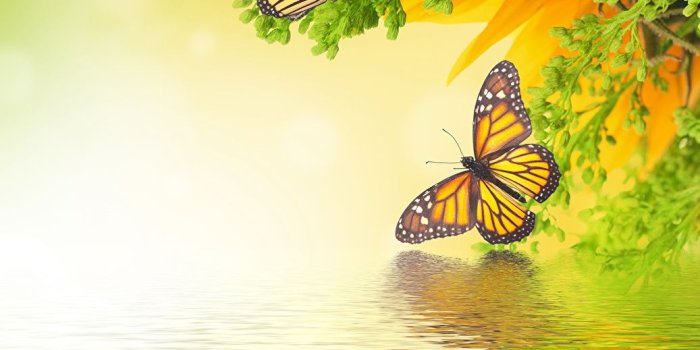 1037x1024 Water And Butterflies, Download Wallpapers on Jakpost.travel