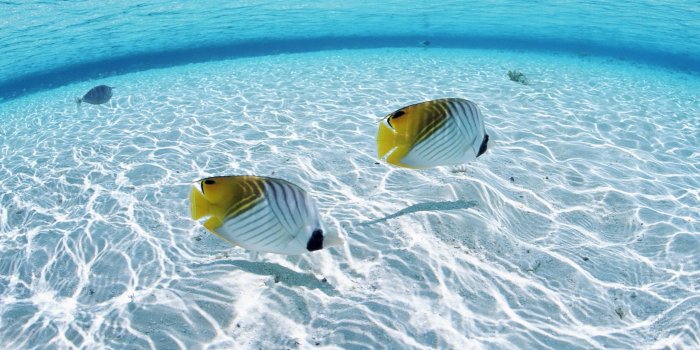 2560x1440 Download wallpaper 2560x1440 fish, butterfly, couple, sea, shallow