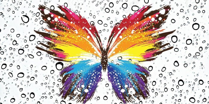 1920x1080 Butterfly and Water Drops HD Wallpaper | Background Image