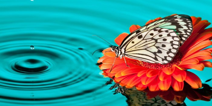 1920x1200 Wallpaper Butterflies Gerberas Drops flower Water Animals 1920x1200