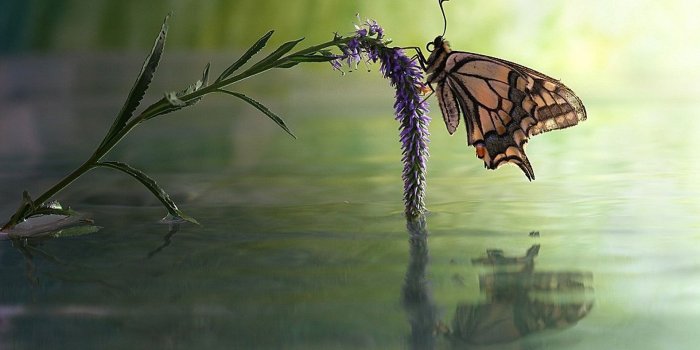 1920x1279 water paintings animals realistic butterflies – Animals