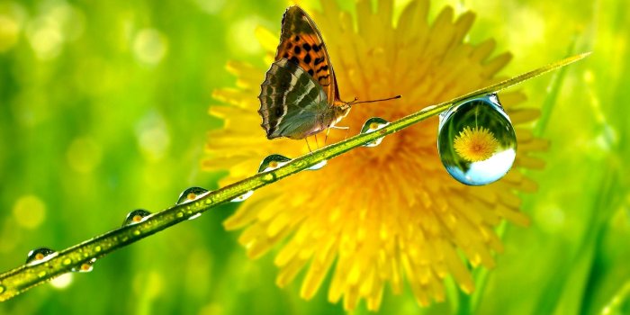 1920x1080 New - Butterfly And Drop Of Water (#9909) - HD Wallpaper