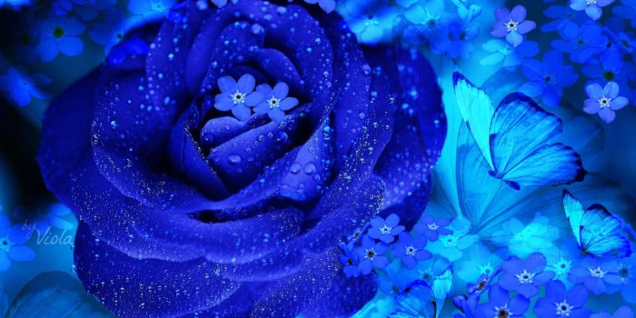 1680x1050 Summer Flowers Viola Blue Drops Butterflies Water Spring - Flower