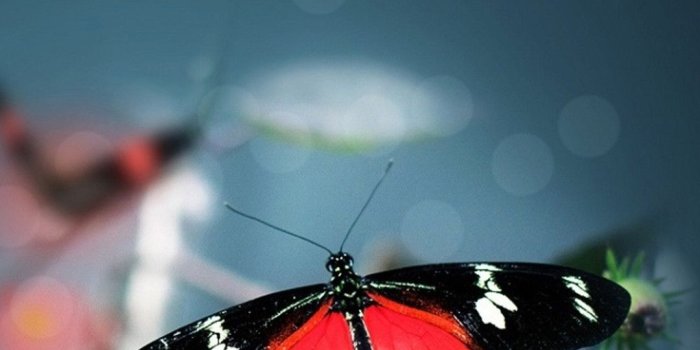 1080x1920 106+ Beautiful Butterflies and Flowers