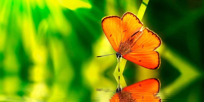 1920x1200 green, Water, Nature, Orange, Insects, Wildlife, Reflections