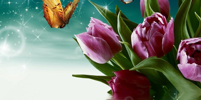 1287x1024 Wallpaper Butterflies tulip Pink color flower Water Closeup