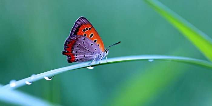 1920x1080 Wallpaper Butterfly, Water Drop, Grass - WallpaperMaiden