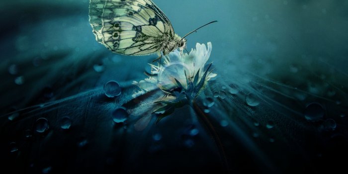 2560x1600 HD Butterfly Design Wallpaper · #8720 · Wallpapers.io
