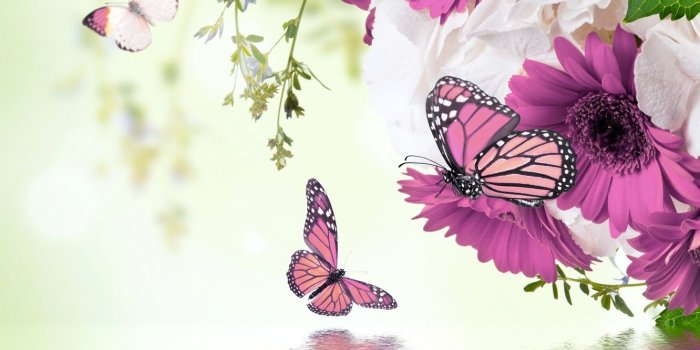1332x850 Wallpaper water, butterfly, reflection, spring, flowering, water