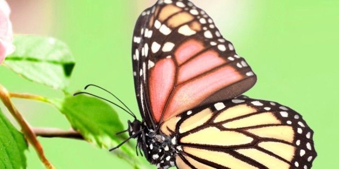750x1334 Pink flowers blossom, spring, butterfly, water reflection 750x1334