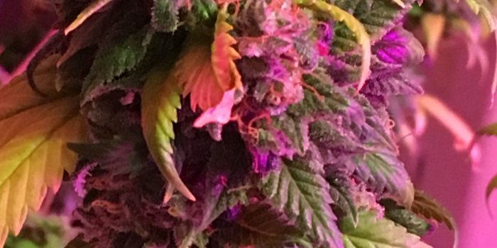 2451x4032 Pink Weed Wallpapers - Top Free Pink Weed Backgrounds