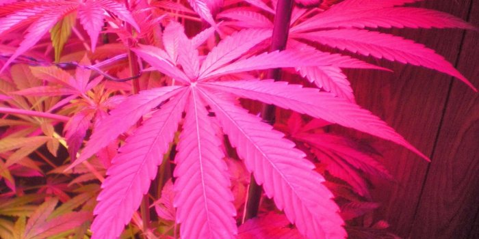 1600x1200 Best 54+ Medical Pink Wallpaper on HipWallpaper | Pink Wallpaper