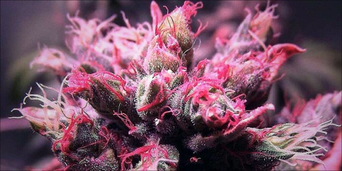 2000x1000 Pink Cannabis Is A Real Thing And It's Gorgeous | Herb
