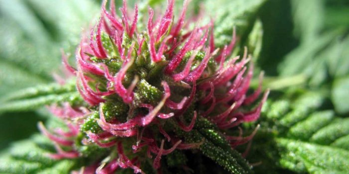 1024x768 How to Grow Purple or Pink Cannabis Buds | Grow Colorful Weed