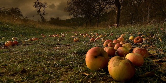 1332x850 Wallpaper autumn, apples, garden, fallen, after the storm images