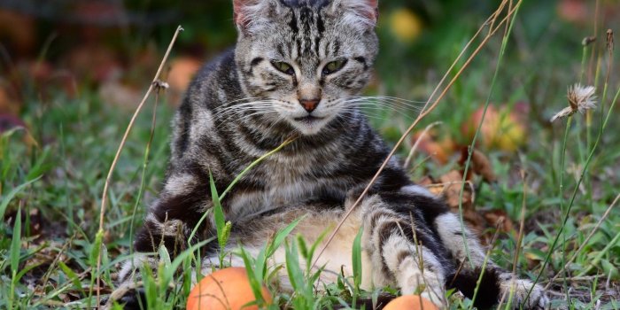 1332x850 Wallpaper cat, cat, look, pose, grey, apples, garden, sitting