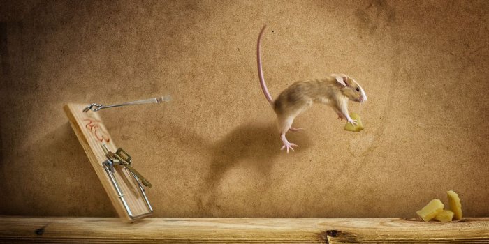 1152x700 Mousetrap mish flight cheese Mouse wallpaper | 2040x1240 | 124542