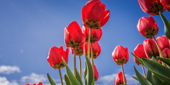 5120x2880 Wallpaper Red tulips, blue sky 5120x2880 UHD 5K Picture, Image