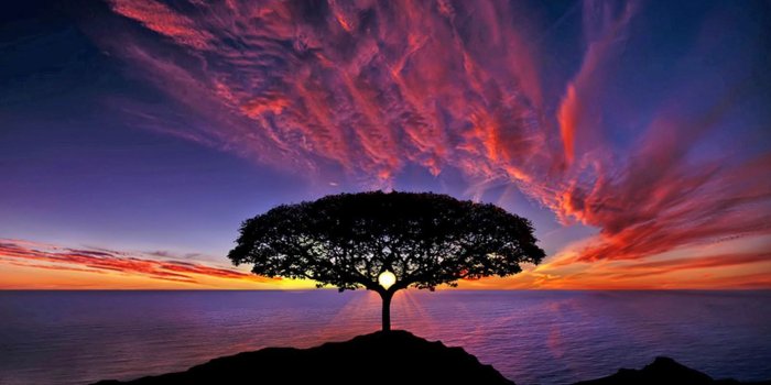 1920x1080 Sunset Tree Silhouette Blue Sky Red Clouds Ocean Horizon