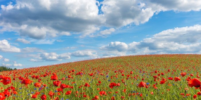 1332x850 Wallpaper field, summer, clouds, flowers, Maki, slope, hill