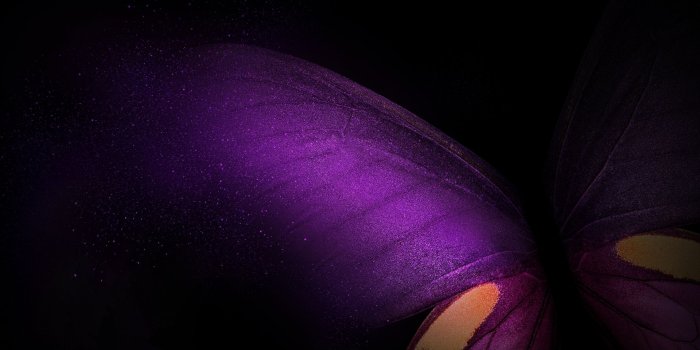 1920x1200 Download Samsung Galaxy Fold, butterfly. purple pink-black