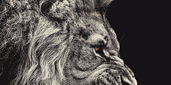 700x1244 Lion Wallpaper Iphone 7 | 2020 3D iPhone Wallpaper