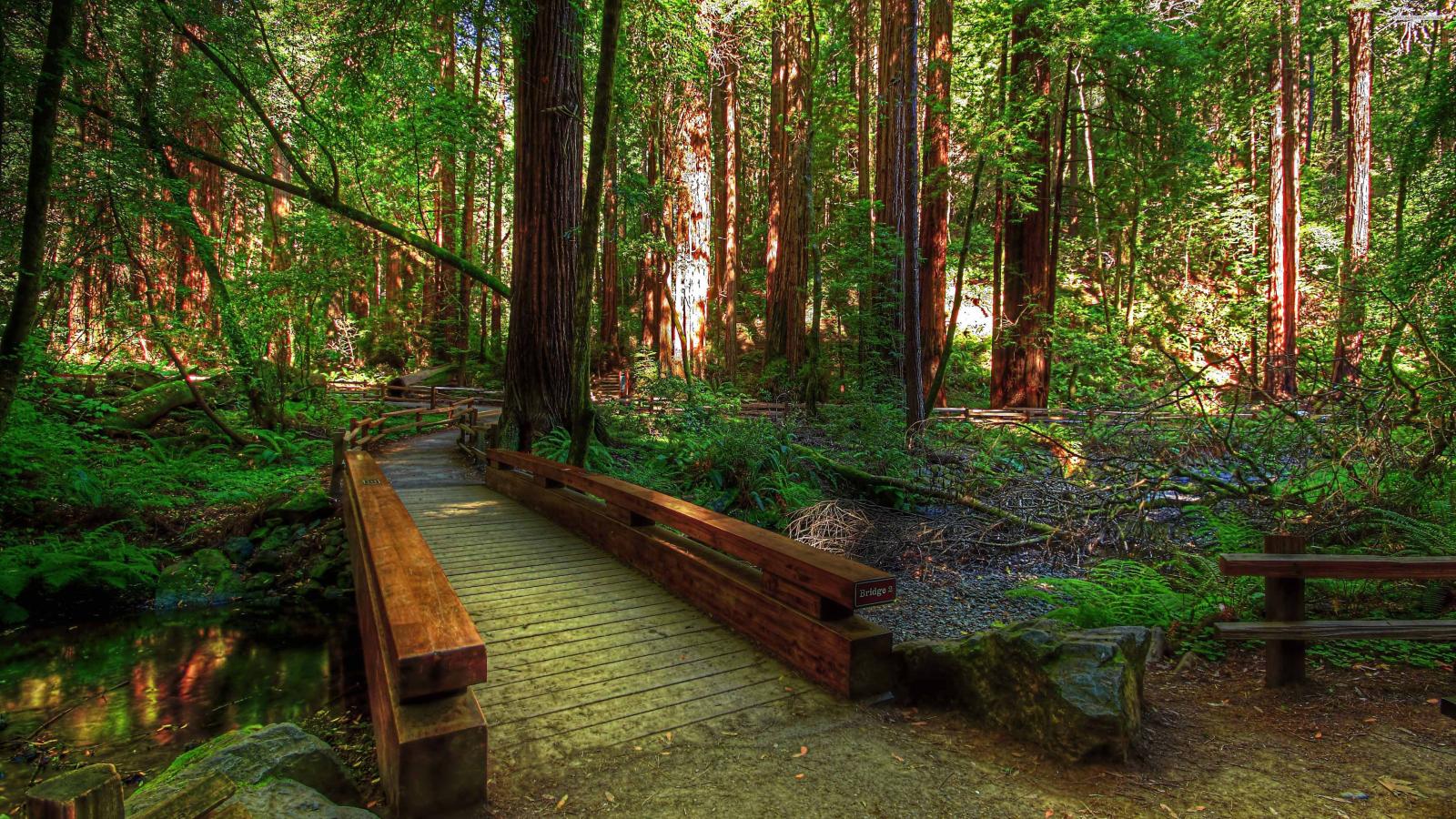 3840x2160 Forest Bridge Best Hd Wallpaper - Forest Bridge Wallpaper Hd