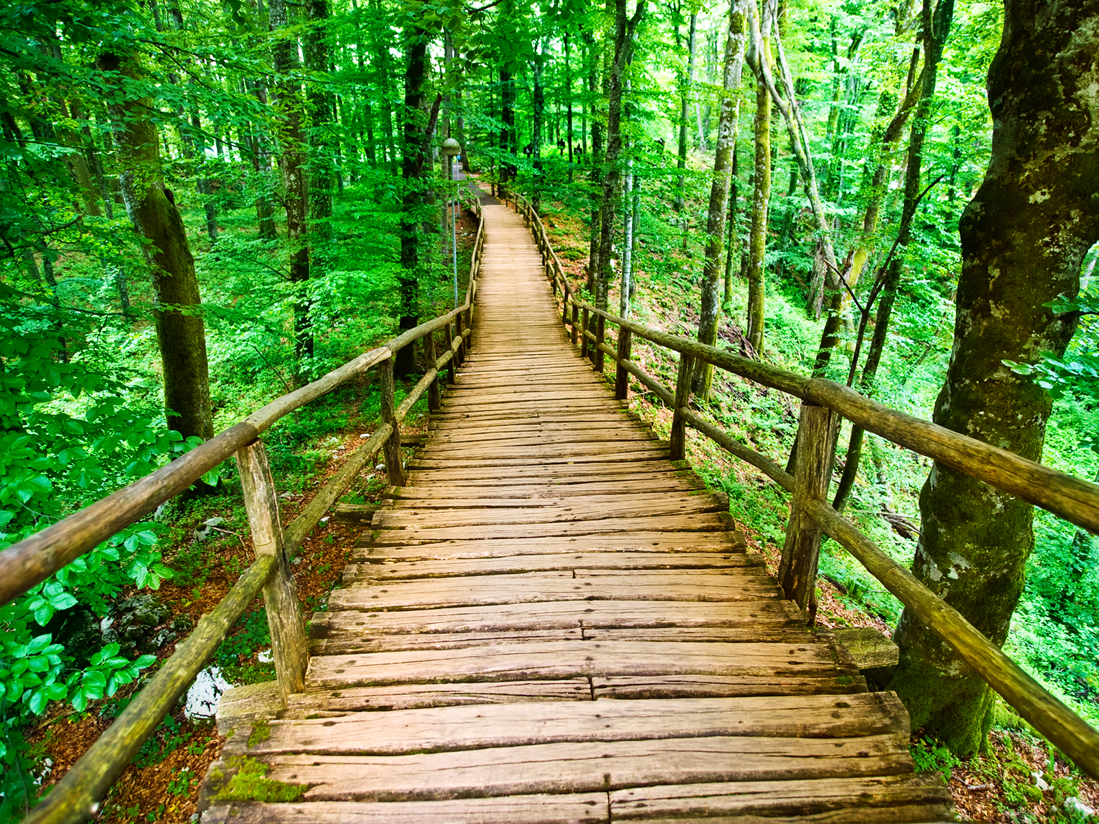 1600x1200 Forest Boardwalk wallpaper – Mitt Romney, Our Mr. Doublethink