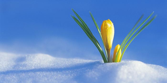 1920x1080 Download Flower In The Snow wallpaper | Bloom where youre planted