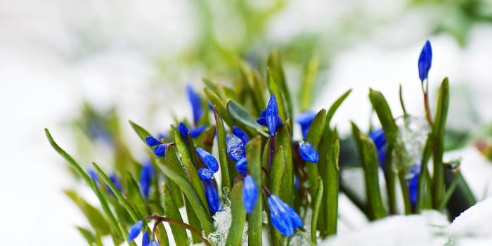 2560x1600 Flowers in Snow Wallpapers - Top Free Flowers in Snow Backgrounds