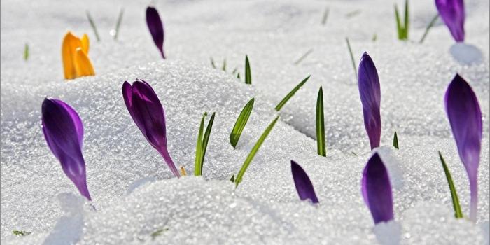 1280x800 Snow Spring Flowers Desktop Wallpaper Free Downloads | Spring