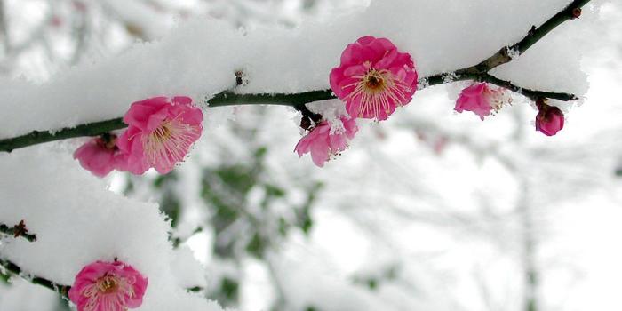 1920x1200 Flowers in Snow Wallpapers - Top Free Flowers in Snow Backgrounds