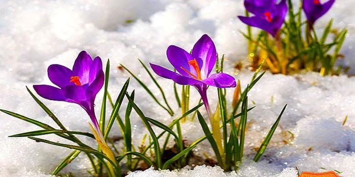 1280x800 Crocus Flowers Among Icy Snow screensaver & animated desktop