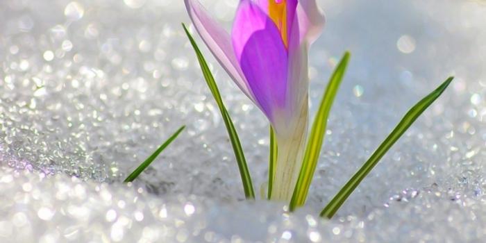 1332x850 Wallpaper flower, snow, cute, spring, flower, Krokus, snowdrop
