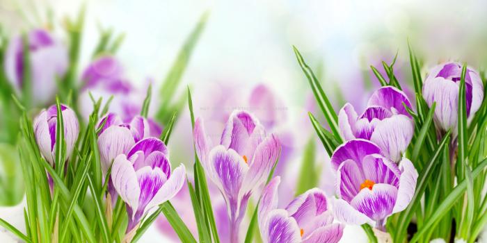 5000x4200 crocuses snow spring flowers nature