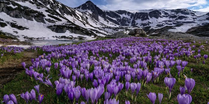 2048x1366 Crocuses Blooming in the Mountains in Spring HD Wallpaper