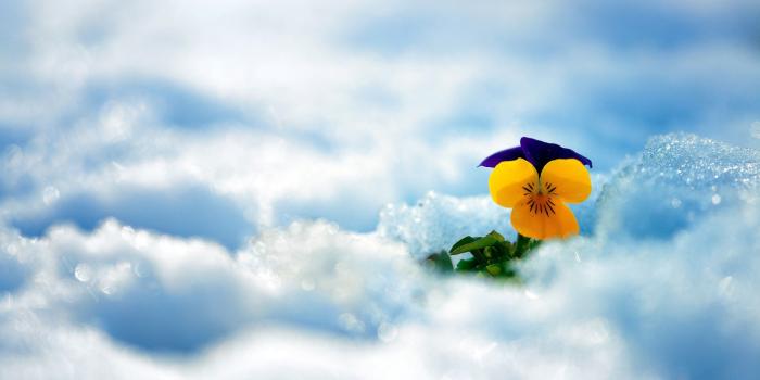 3840x2160 Wallpaper flower, snow, winter, 5k, Nature #17104