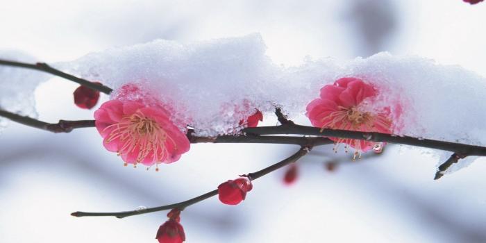 1920x1080 Download wallpaper 1920x1080 flower, plant, pink, snow, winter