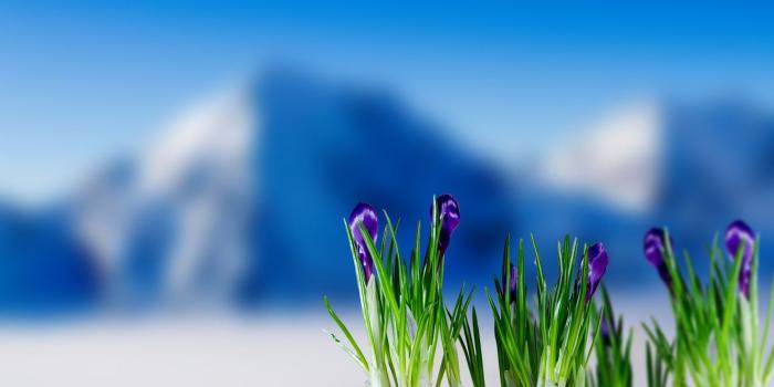 1332x850 Wallpaper spring, crocuses, flowering, flowers, mountain, snow