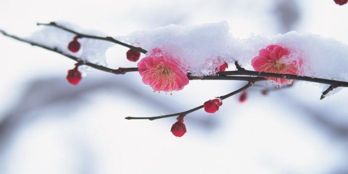 1440x900 Winter To Spring Wallpapers