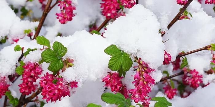 910x1617 HD wallpaper: winter, spring, flowers, snow, bud, white, winter