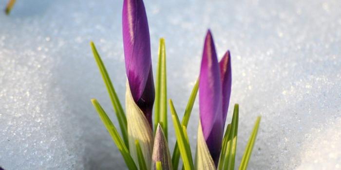 1280x1024 Download wallpaper 1280x1024 snowdrops, snow, spring, flowers