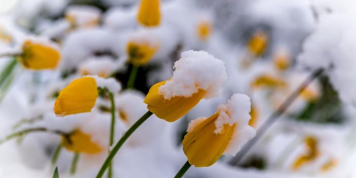 2048x1299 plants, Winter, Flowers, Snow Wallpapers HD / Desktop and Mobile