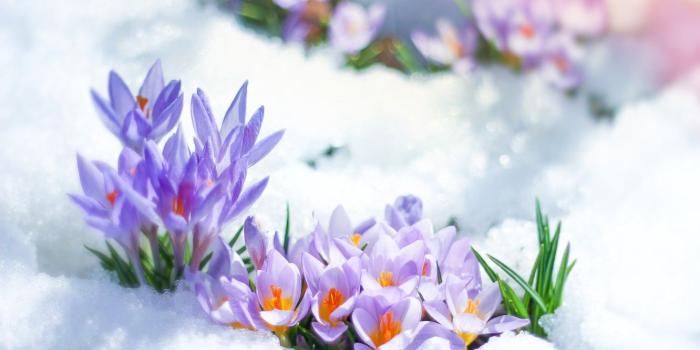 1332x850 Wallpaper flowers, snow, crocuses, lilac, spring images for