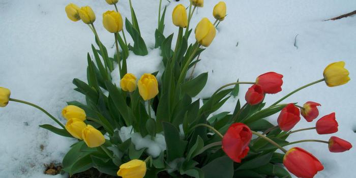 3295x2614 Best 43+ Snow Flower Garden Wallpaper on HipWallpaper | Snow