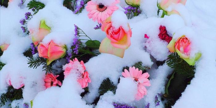 1920x1200 Spring Flowers In Snow (#846141) - HD Wallpaper & Backgrounds Download